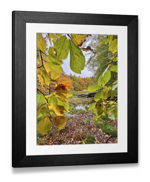 Framed Print : Autumn leaves, autumn atmosphere Framed Print : Autumn leaves, autumn atmosphere