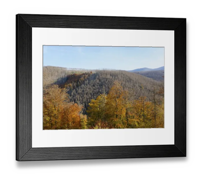 Framed Print : Dry spruces and autumn coloured trees