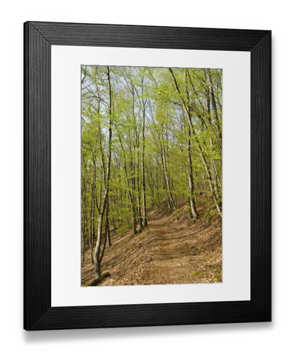 Framed Print : Forest path, beech forest with fresh greenery Framed Print : Forest path, beech forest with fresh greenery