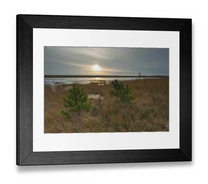 Framed Print : Moorland with scots pine (Pinus sylvestris)