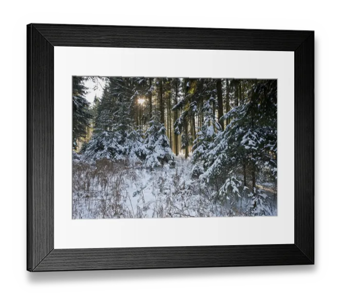 Framed Print : Spruce forest, european spruce (Picea abies) in snow Framed Print : Spruce forest, european spruce (Picea abies) in snow