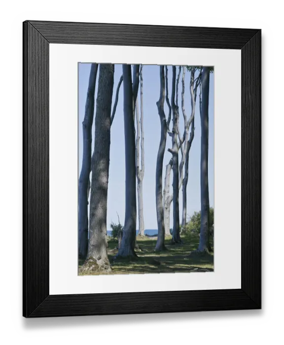 Framed Print : Beech forest (Fagus sylvatica)