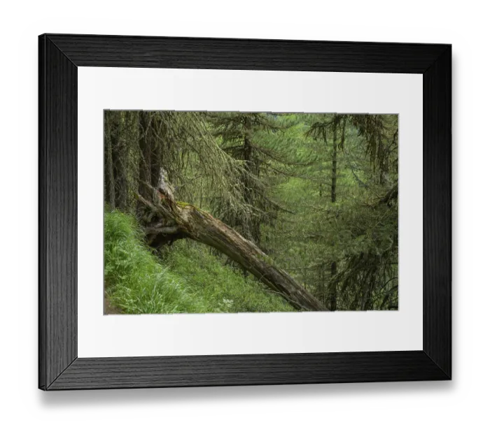 Framed Print : The Herrenweg leads through an old larch forest Framed Print : The Herrenweg leads through an old larch forest