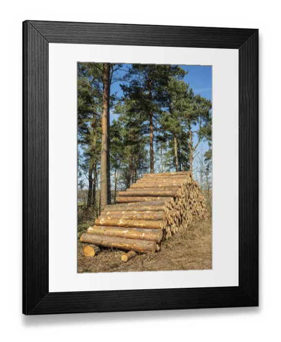 Framed Print : Log dump in pinewood forest in Ystad Framed Print : Log dump in pinewood forest in Ystad