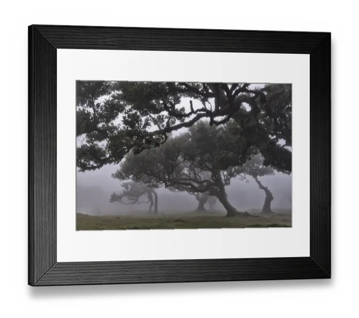 Framed Print : Old laurel forest, stinking laurel Framed Print : Old laurel forest, stinking laurel
