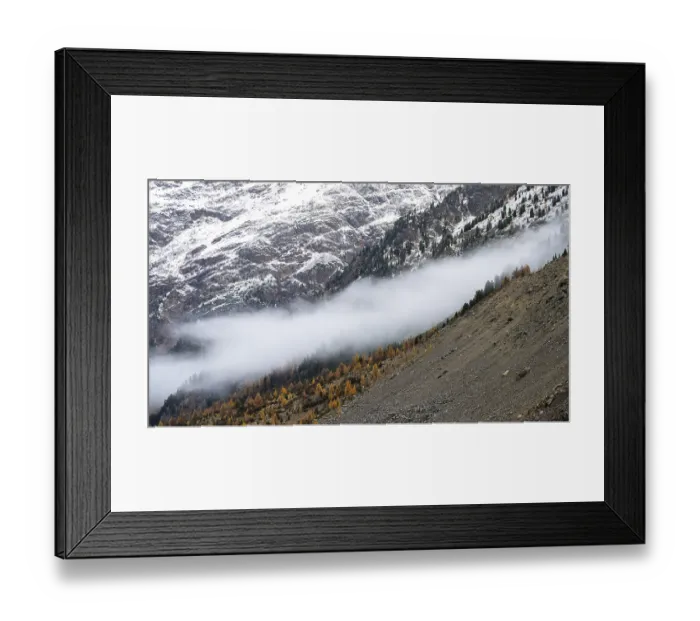 Framed Print : Autumn larch forest in Val Morteratsch