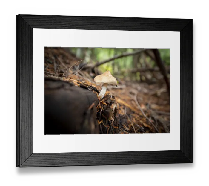 Framed Print : Roof fungus (Pluteus), grows on a fallen tree trunk Framed Print : Roof fungus (Pluteus), grows on a fallen tree trunk