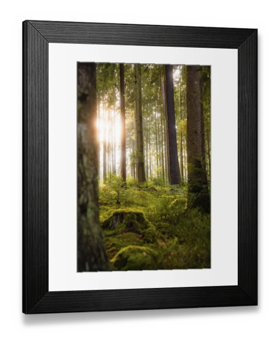 Framed Print : Sun-drenched forest with ferns and tall tree trunks