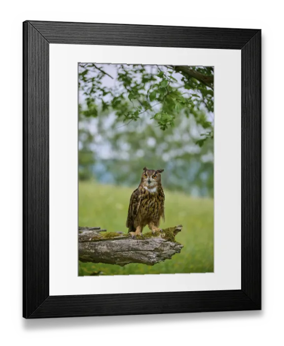 Framed Print : Eurasian eagle-owl (Bubo bubo) Framed Print : Eurasian eagle-owl (Bubo bubo)