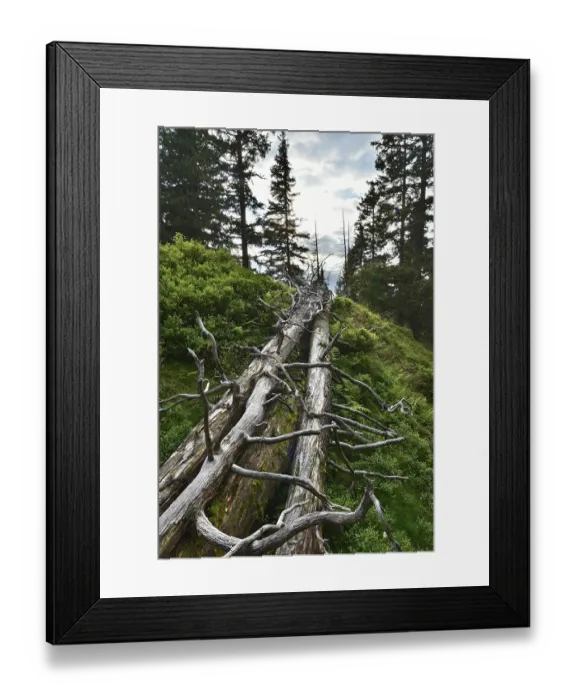 Framed Print : Deadwood in the coniferous forest