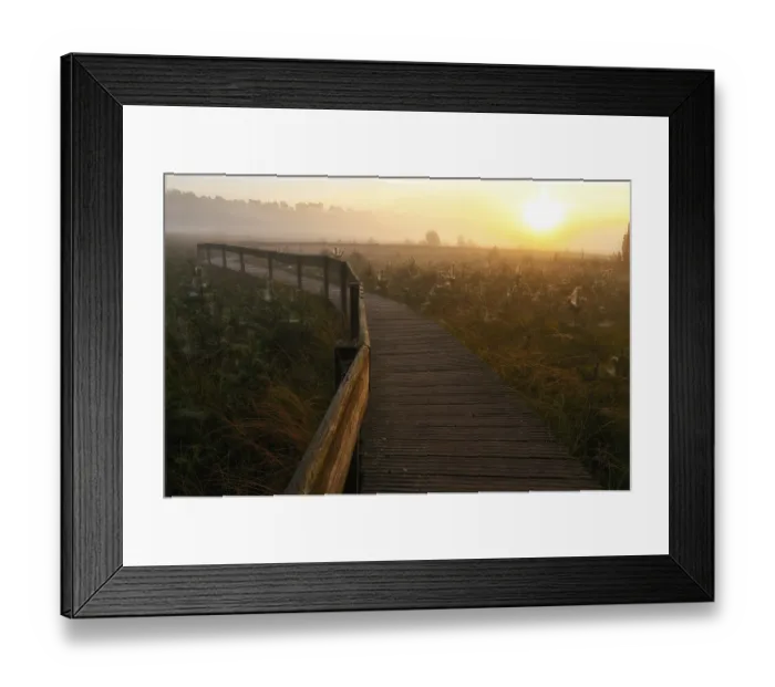 Framed Print : Wooden footbridge in a moor with scots pine (Pinus sylvestris) at sunrise