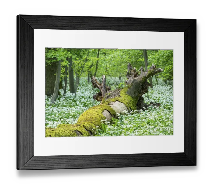 Framed Print : Bright forest with deciduous trees and white flowering wild garlic (Allium ursinum)