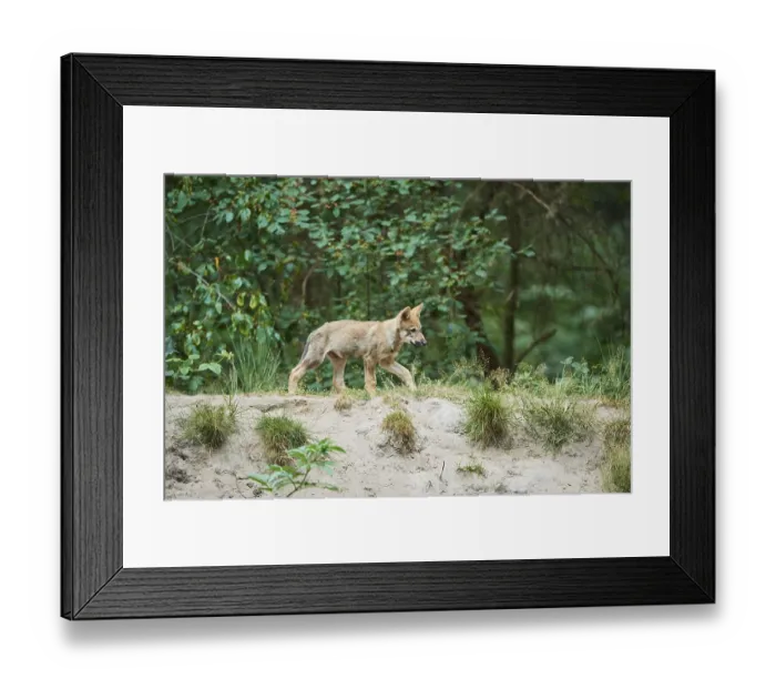 Framed Print : Eurasian (Canis lupus lupus) wolfes youngster in the forest