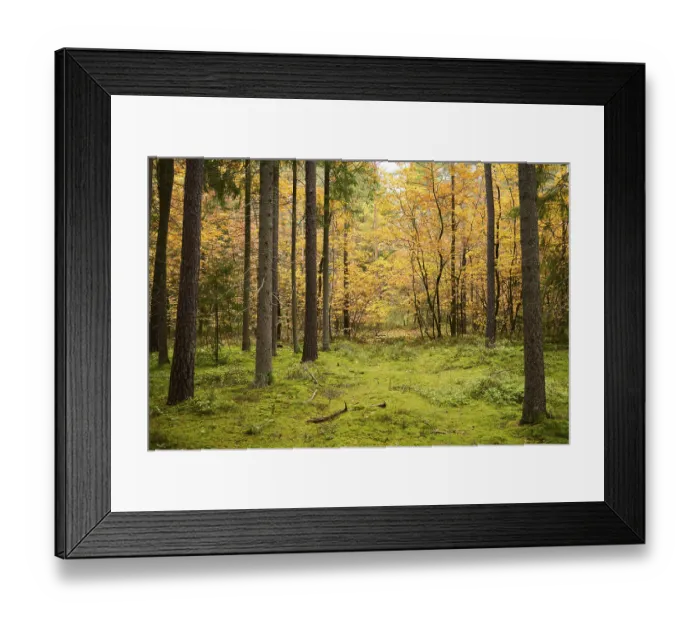 Framed Print : Colored trees in a European spruce (Picea abies) and Scots pine (Pinus sylvestris) forest in autumn Framed Print : Colored trees in a European spruce (Picea abies) and Scots pine (Pinus sylvestris) forest in autumn
