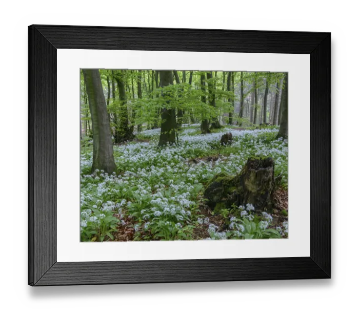 Framed Print : Blooming Ramsons ( Allium ursinum) in beech forest