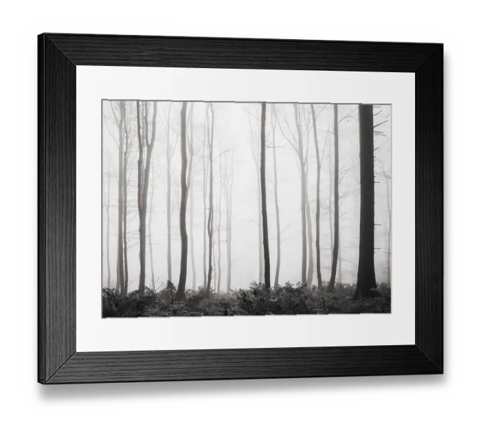 Framed Print : Forest in the morning mist in autumn Framed Print : Forest in the morning mist in autumn