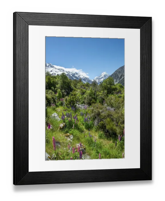 Framed Print : Purple multileaved lupines (Lupinus polyphyllus)