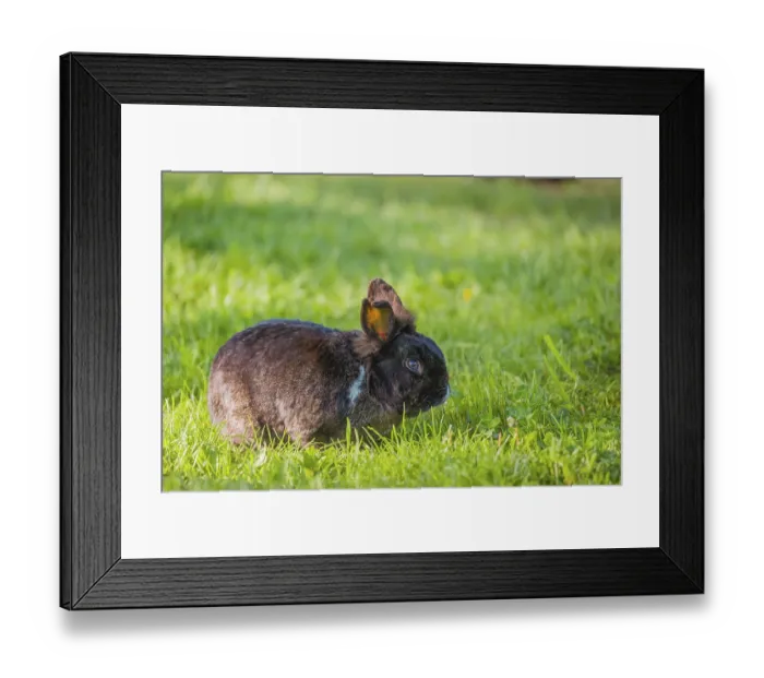 Framed Print : One feral domestic rabbit (Oryctolagus cuniculus domesticus) sits on a meadow and eats grass Framed Print : One feral domestic rabbit (Oryctolagus cuniculus domesticus) sits on a meadow and eats grass