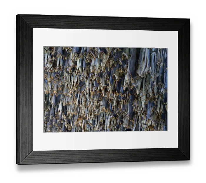 Framed Print : Hung up drying fish, Sommeroya