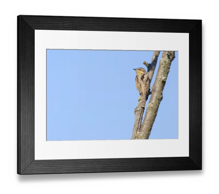 Framed Print : Wryneck on perch, (Jynx torquilla)