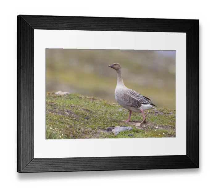 Framed Print : Pink-footed goose (Anser brachyrhynchus)
