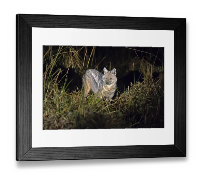 Framed Print : Africa, Botswana, side-striped jackal (Canis adustus) Framed Print : Africa, Botswana, side-striped jackal (Canis adustus)