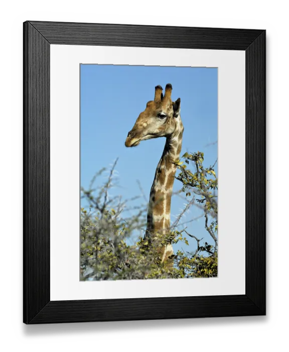 Framed Print : Giraffe (Giraffa camelopardalis), portrait