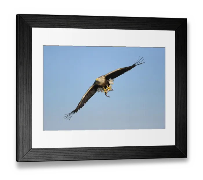 Framed Print : White-tailed Eagle or Sea eagle (Haliaeetus albicilla) in flight with prey Framed Print : White-tailed Eagle or Sea eagle (Haliaeetus albicilla) in flight with prey