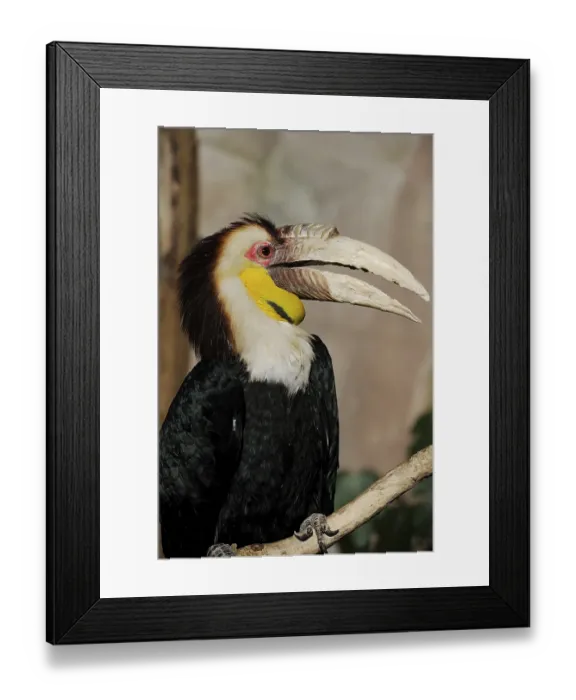 Framed Print : (Rhyticeros undulatus), male, captive Framed Print : (Rhyticeros undulatus), male, captive