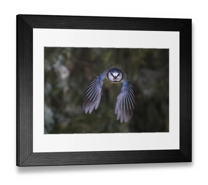 Framed Print : Blue tit (Parus caeruleus), blue tit in flight