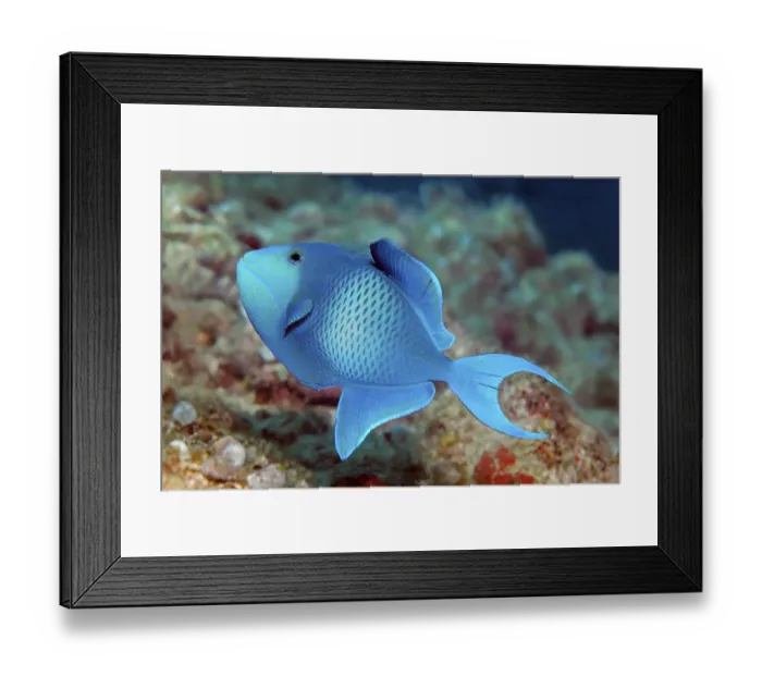 Framed Print : Red-toothed triggerfish or blue triggerfish (Odonus niger)
