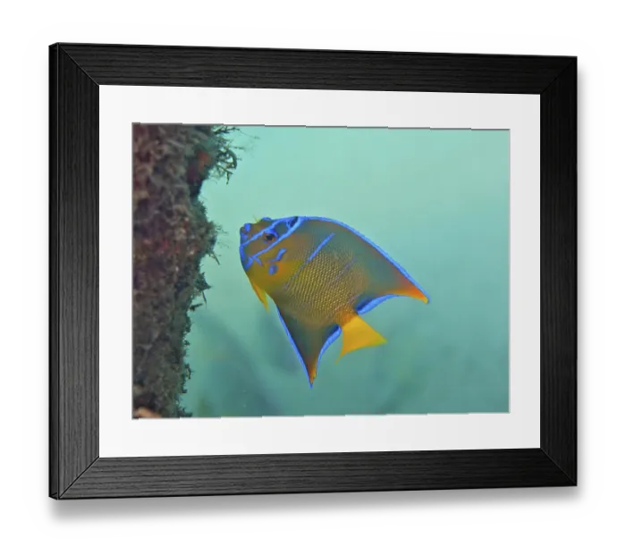 Framed Print : Juvenile queen angelfish (Holacanthus ciliaris)
