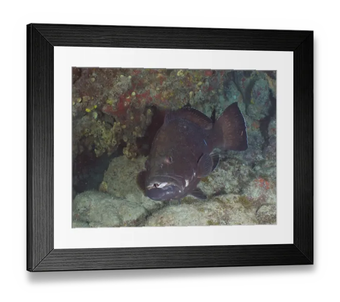 Framed Print : Black grouper (Mycteroperca bonaci) at cleaning station