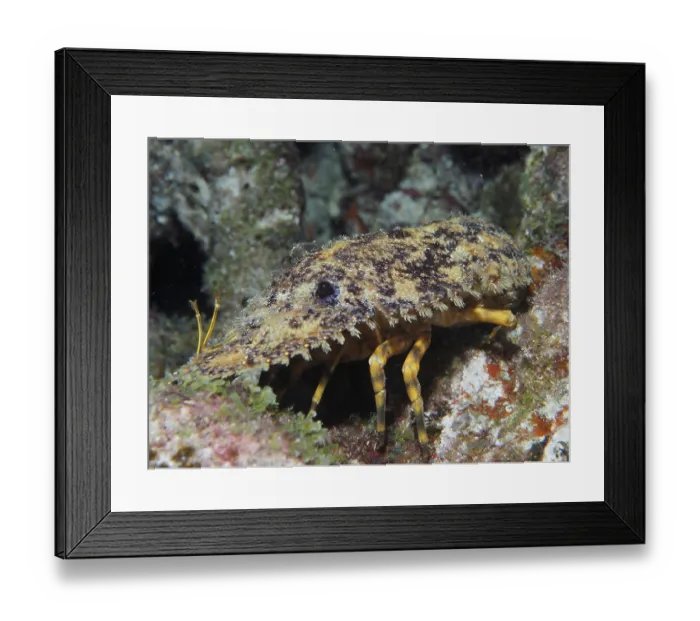 Framed Print : American bear crab (Scyllarus americanus) at night Framed Print : American bear crab (Scyllarus americanus) at night