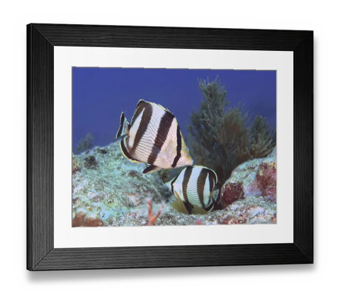 Framed Print : Pair of banded butterflyfish (Chaetodon striatus) Framed Print : Pair of banded butterflyfish (Chaetodon striatus)