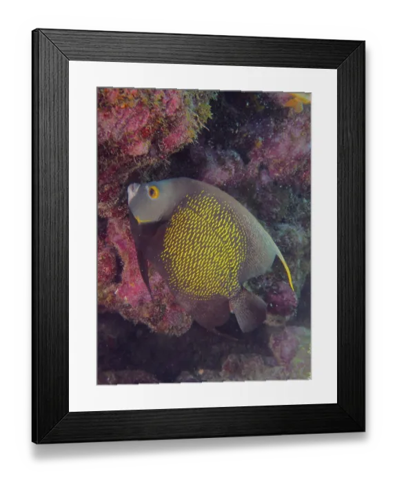 Framed Print : French angelfish (Pomacanthus paru)
