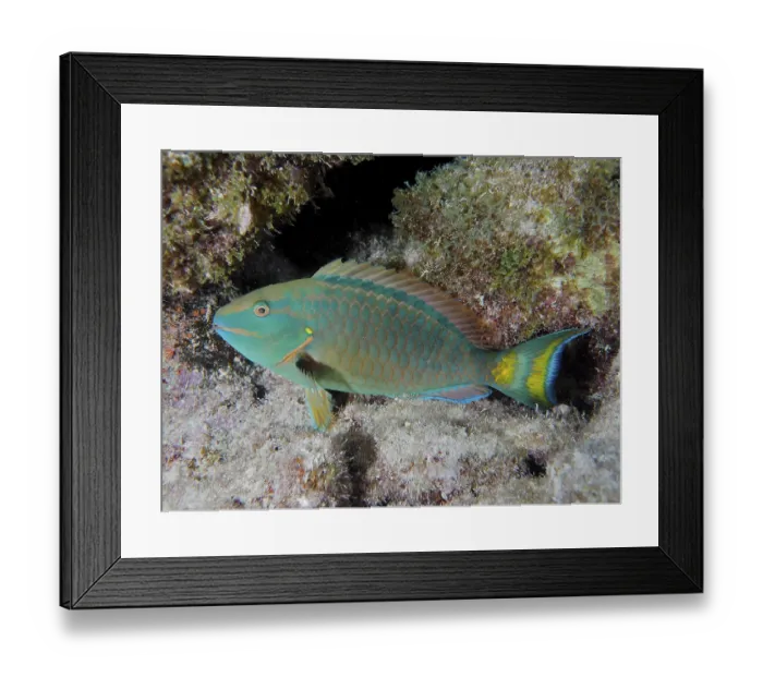 Framed Print : A stoplight parrotfish (Sparisoma viride) rests on the reef at night