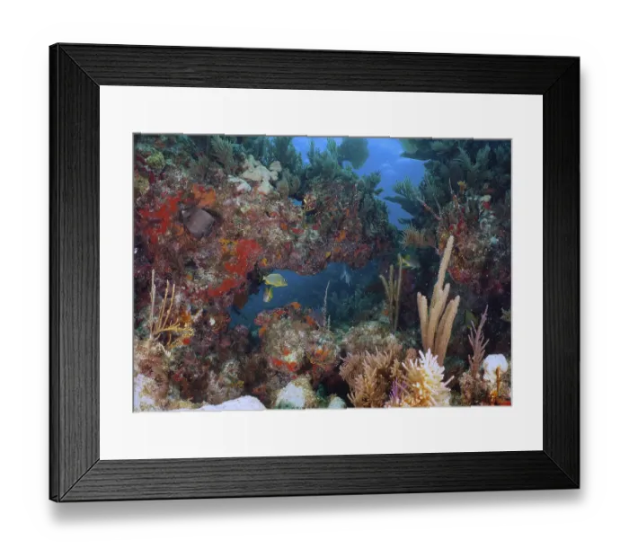 Framed Print : Diverse underwater world with colourful fish and corals