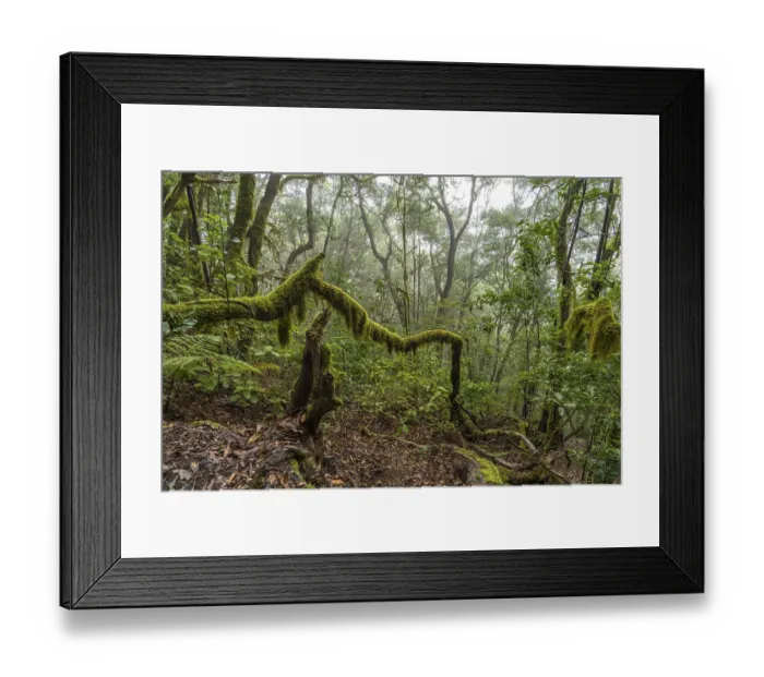Framed Print : El Cedro laurel forest in Garajonay National Park Framed Print : El Cedro laurel forest in Garajonay National Park