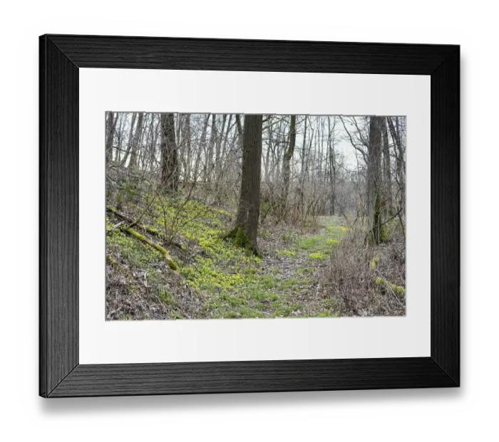 Framed Print : Forest path, winter aconite (Eranthis hyemalis) in flower