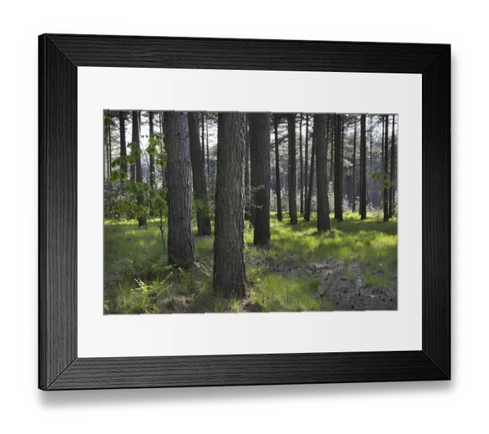 Framed Print : Coniferous forest with European black pines (Pinus nigra) Framed Print : Coniferous forest with European black pines (Pinus nigra)