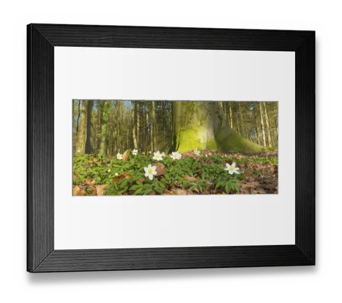 Framed Print : Wood anemone (Anemonoides nemorosa) (syn)
