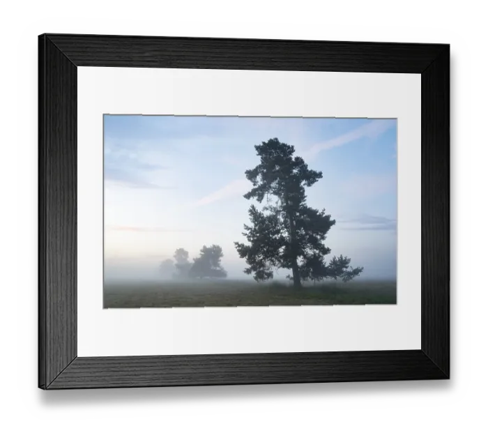 Framed Print : Scots pine (Pinus sylvestris), standing in a meadow