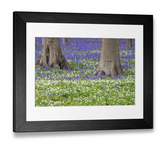 Framed Print : Blue flowering bluebells (Hyacinthoides non-scripta) in the copper beech (Fagus sylvatica) forest