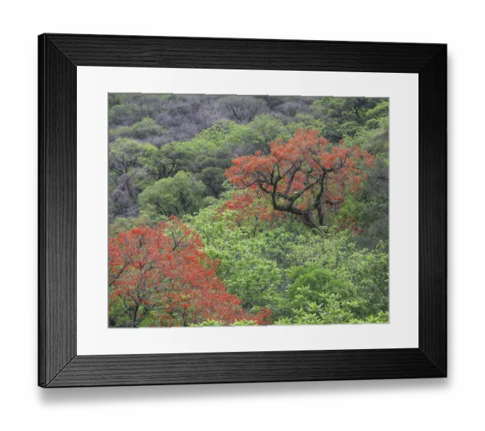 Framed Print : Blooming Cockspur Coral Tree (Erythrina crista-galli) Framed Print : Blooming Cockspur Coral Tree (Erythrina crista-galli)