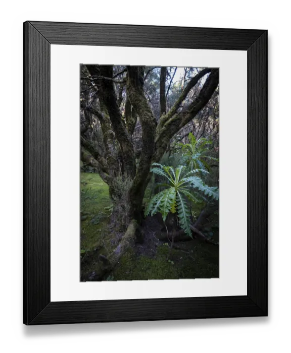 Framed Print : Cloud forest, laurel forest, Garajonay National Park