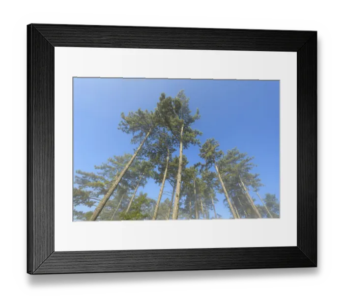 Framed Print : View in the tree tops of a pine forest in the morning with fog Framed Print : View in the tree tops of a pine forest in the morning with fog