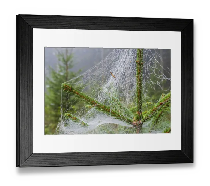 Framed Print : Spruce top with morning dew in a spiders web at a coniferous forest Framed Print : Spruce top with morning dew in a spiders web at a coniferous forest
