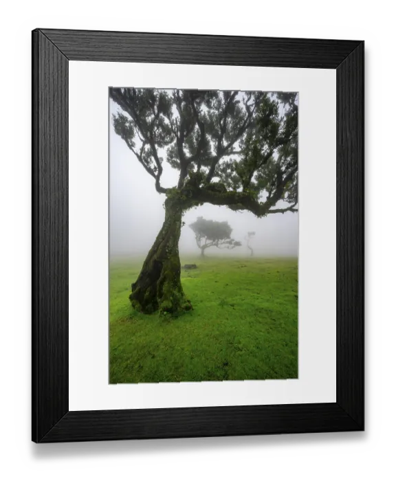 Framed Print : Stinkwood (Ocotea foetens) overgrown with moss and plants in the mist Framed Print : Stinkwood (Ocotea foetens) overgrown with moss and plants in the mist