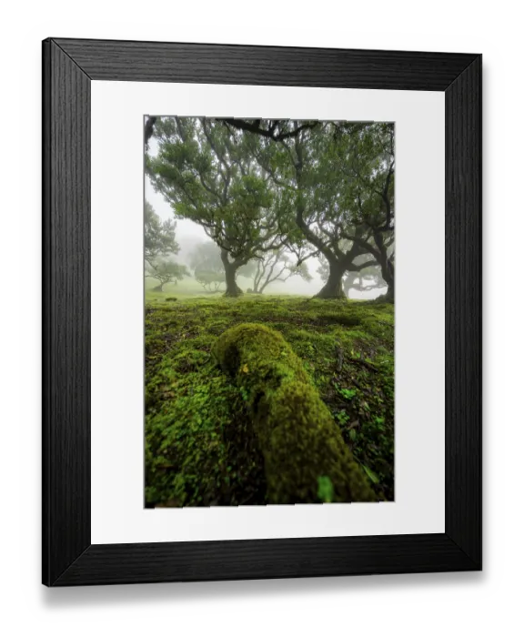 Framed Print : Stinkwood (Ocotea foetens) overgrown with moss and plants in the mist